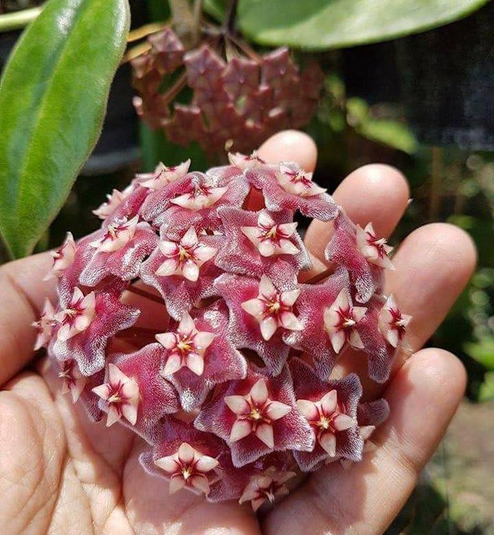 Hoya pubicalyx Royal Hawaiian Purple