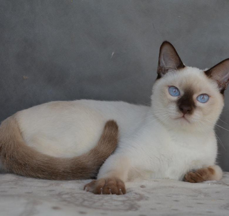 Тайский кот
