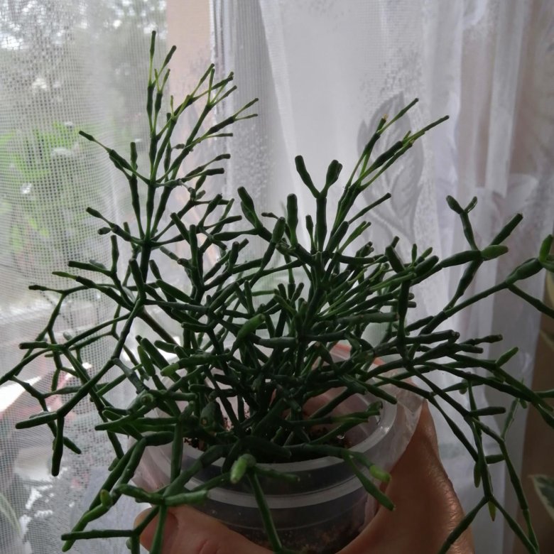 Рипсалис – купить в Москве, цена 180 руб., продано 24 декабря 2021 ...