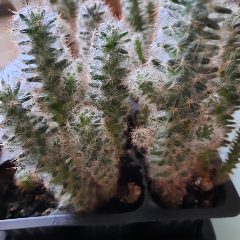 Кактус – купить в Волжском, цена 100 руб., дата размещения: 29.02.2024 ...