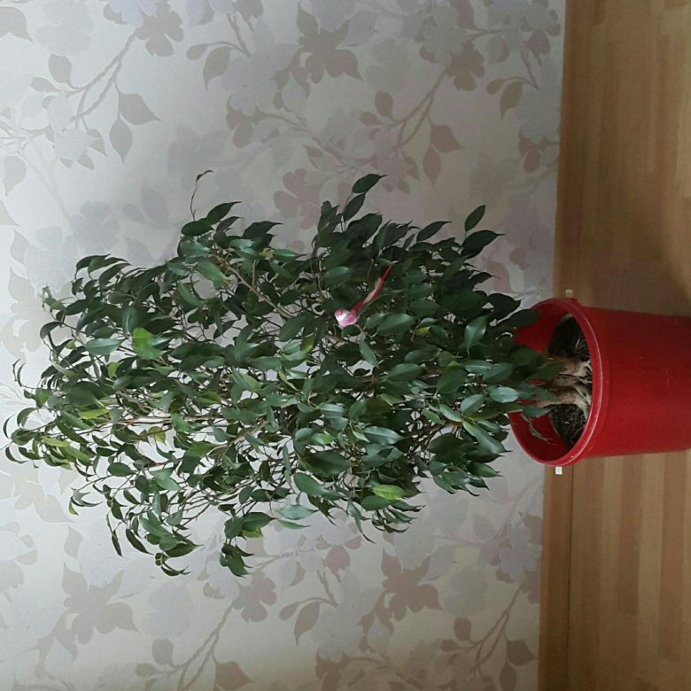 Фикус Бенджамина – купить в Москве, цена 50 руб., дата размещения: 02. ...