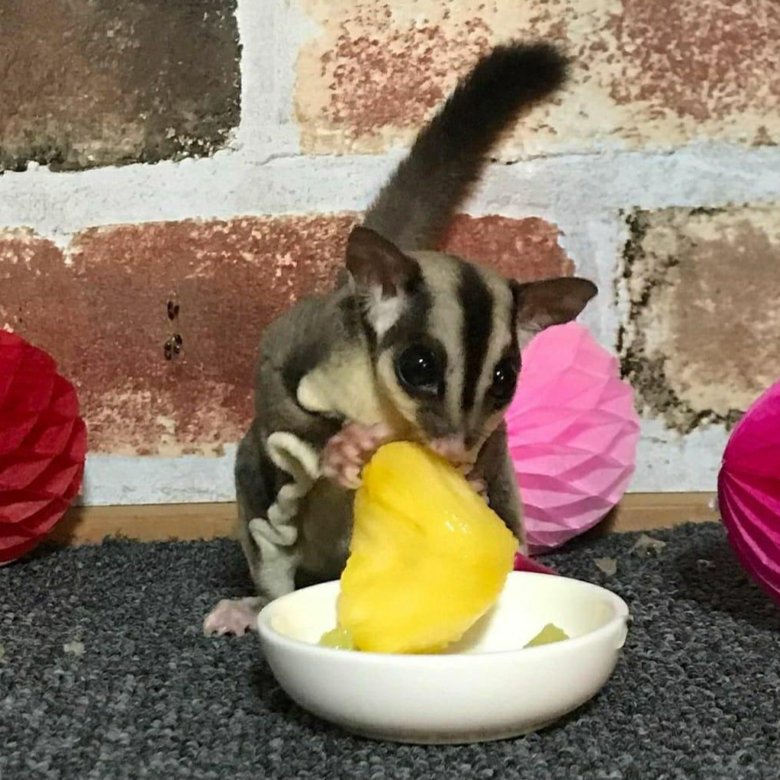 белка летяга – купить в Москве, цена 7 500 руб., дата размещения: 15.02 ...