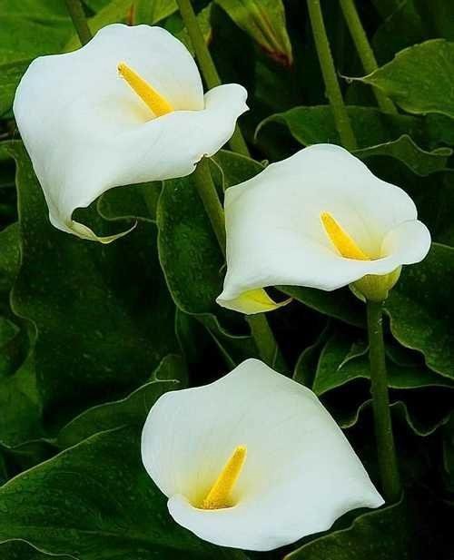 Калла белая( Calla aethiopica) – купить в Екатеринбурге, цена 350 руб ...