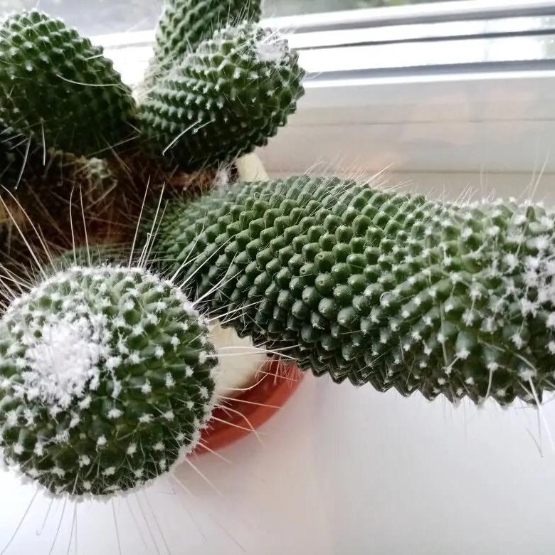 Кактус – купить в Тольятти, цена 450 руб., дата размещения: 20.04.2024 ...