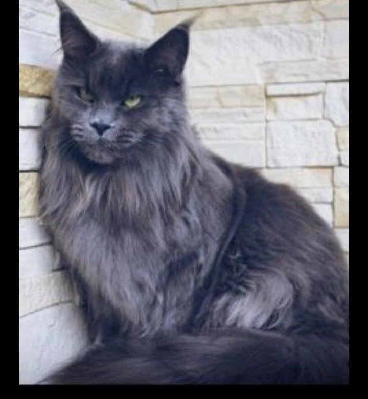 Мэйкун Купить Недорого Котенка