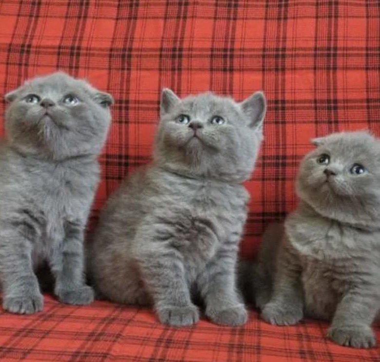 Купить британского шотландского котенка. Британские вислоухие котята. Британская вислоухая кошка. Шотландская вислоухая (или скоттиш-фолд). Коты вислоухие Шотландские и британские.