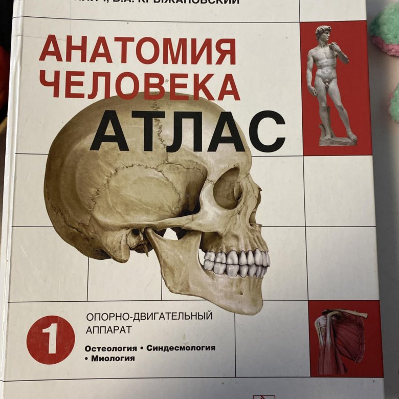 Атлас анатомии крыжановский. Анатомия человека атлас том 1 Крыжановский. Анатомия человека атлас том 1 Крыжановский отзывы.