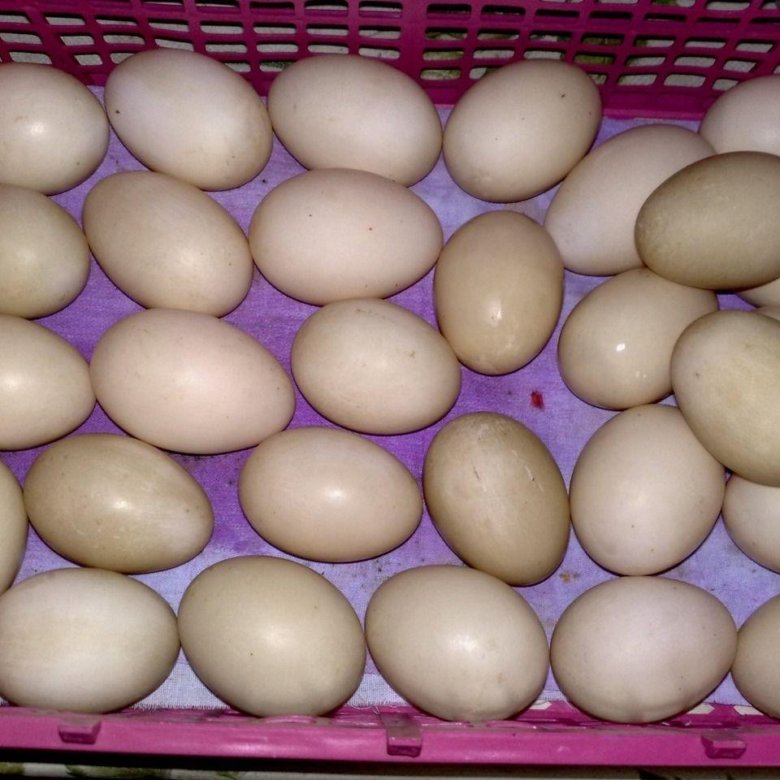 Купить инкубационное яйцо в воронежской области. Инкубационное яйцо индоутки. Яйцо утиное инкубационное. Яйцо индоутки.