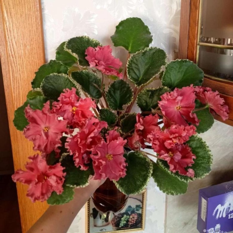 Сортовые фиалки – купить в Москве, цена 80 руб., дата размещения: 10.05 ...