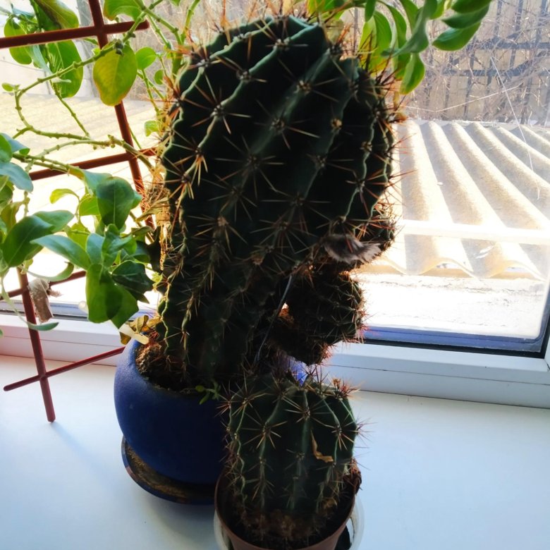 Кактус – купить в Ростове-на-Дону, цена 50 руб., дата размещения: 16.02 ...