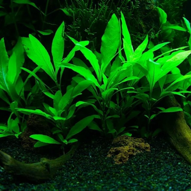 Фото аквариумные растения лимонник