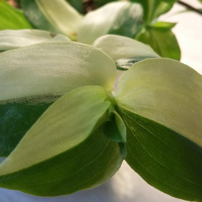 Еллоу хилл. Традесканция зебрина. Традесканция йеллоу хилл. Традесканция приречная "жёлтый холм. Традесканция йеллоу хилл.