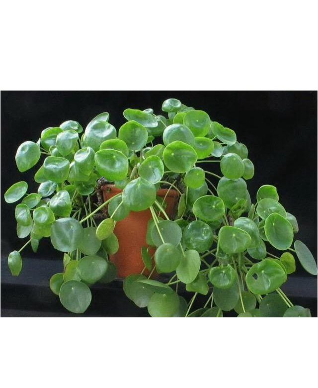 Пилея монетолистная. Цветок с круглыми листочками. Фикус пеперомия магнолиелистная. Пеперомия мужегон. Циссус антуриум.