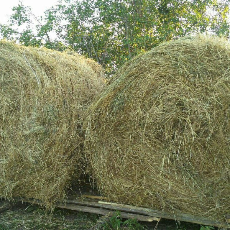 Сено в тюках купить в Черкизово