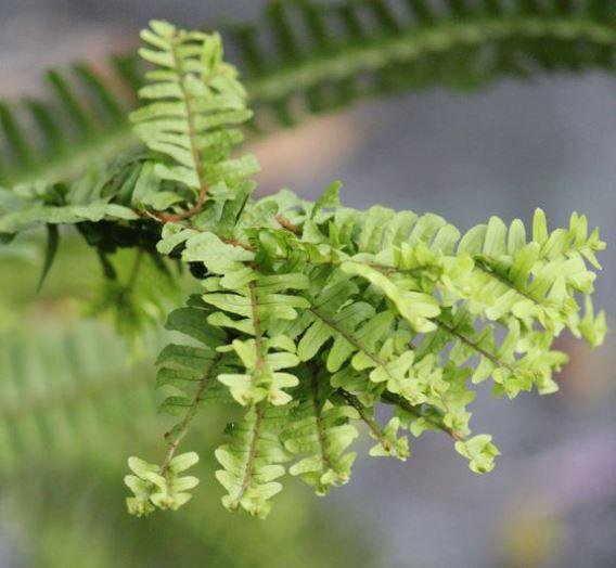 Нефролепис кристатный Nephrolepis cordifolia Handy – купить в Москве ...