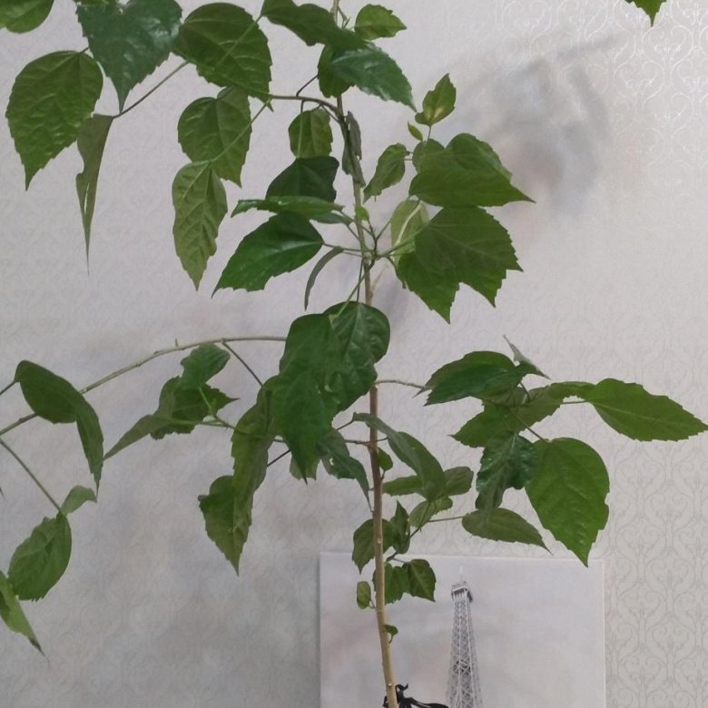 Гибискус – купить в Нижнебаканской, цена 1 000 руб., дата размещения ...