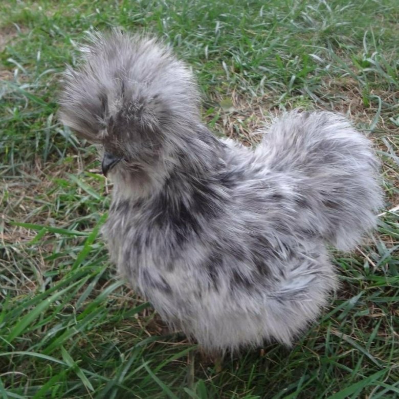 Порода шелковая. Китайская шелковая Брама. Китайская шелковая (Silkie Bantam). Австралорп хохлатый. Китайская хохлатая курица.