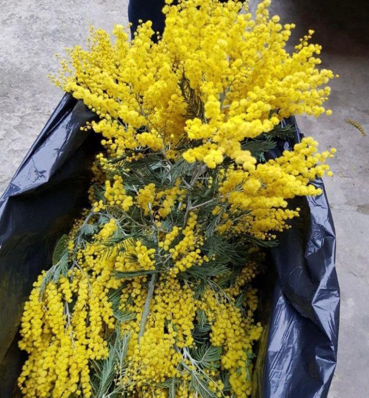 Купить Мимозу Оптом В Иркутске