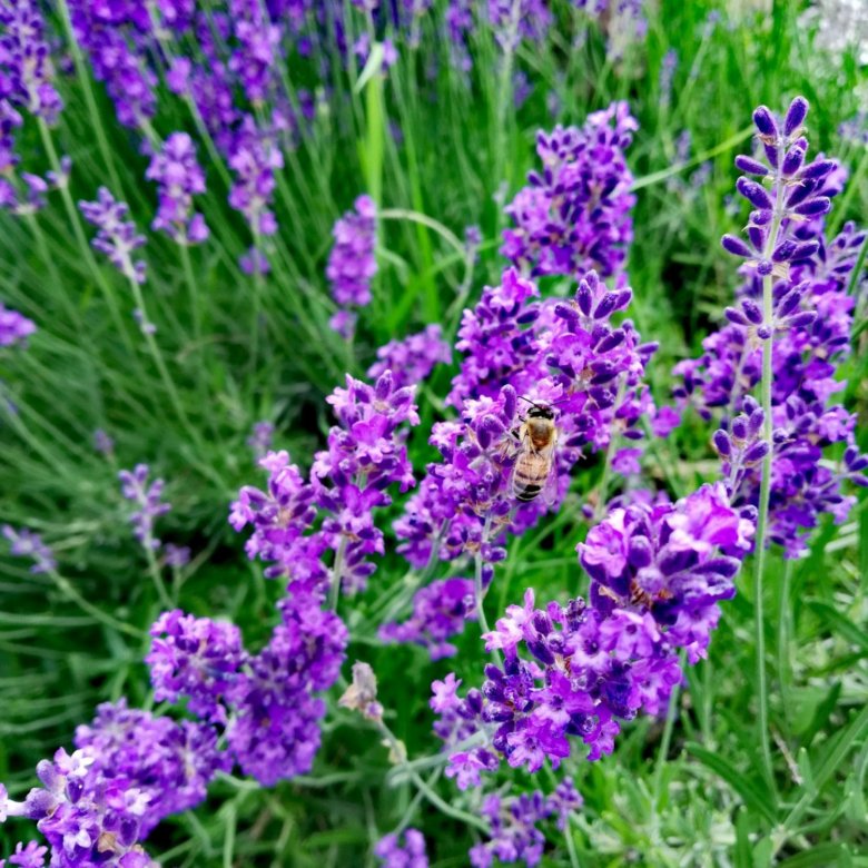 Лаванда – купить в Курганинске, цена 10 руб., дата размещения: 31.01. ...