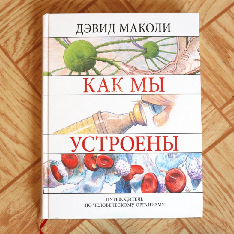 Как все устроено дэвид маколи. Как все устроено дэвид маколи