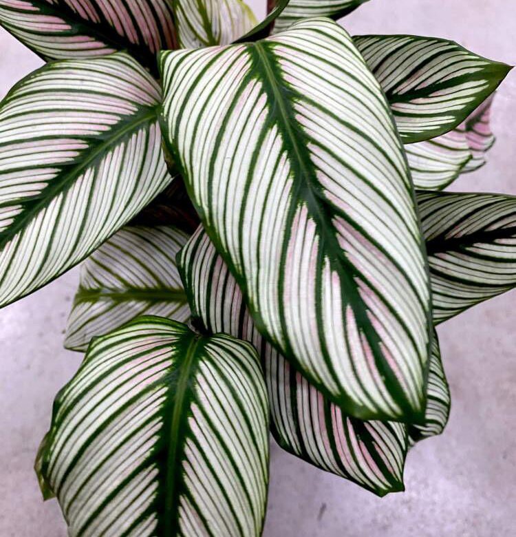 Calathea Majestica White Star Калатея Мажестика