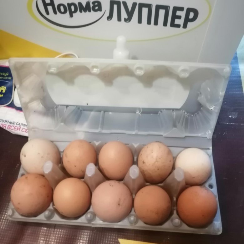 Куры Несушки Купить В Кемерово Цена