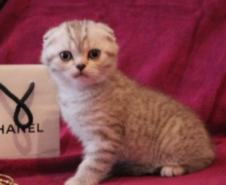 Крупные вискас киски – купить в Уфе, цена 6 000 руб., истекает сегодня ...