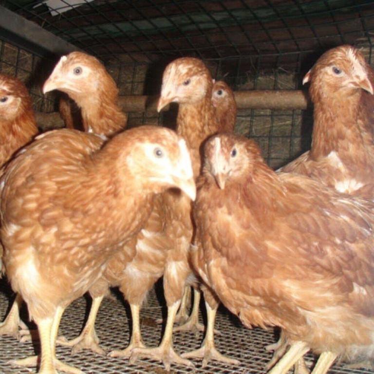 Купить молодняк кур. Молодки Ломан Браун. Цыплята курочки Ломан брау. Несушки Ломан Браун. Ломан Браун цыплята подрощенные.