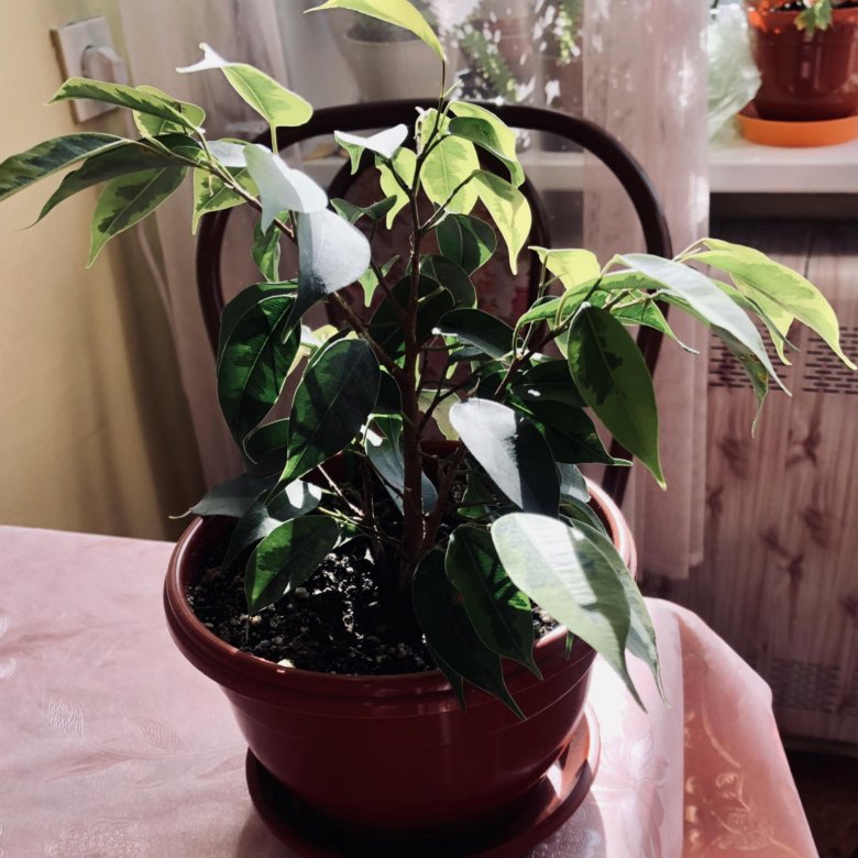 Фикус бенджамина (Ficus benjamina) – купить в Москве, цена 550 руб ...