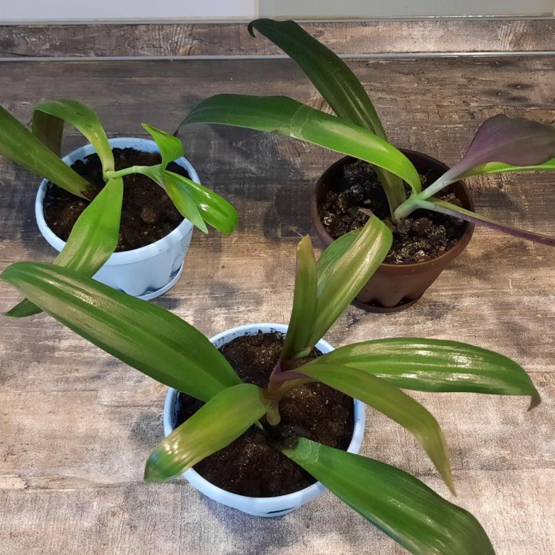 Рео.Комнатный цветок.Живые цветы – купить в Новосибирске, бесплатно ...