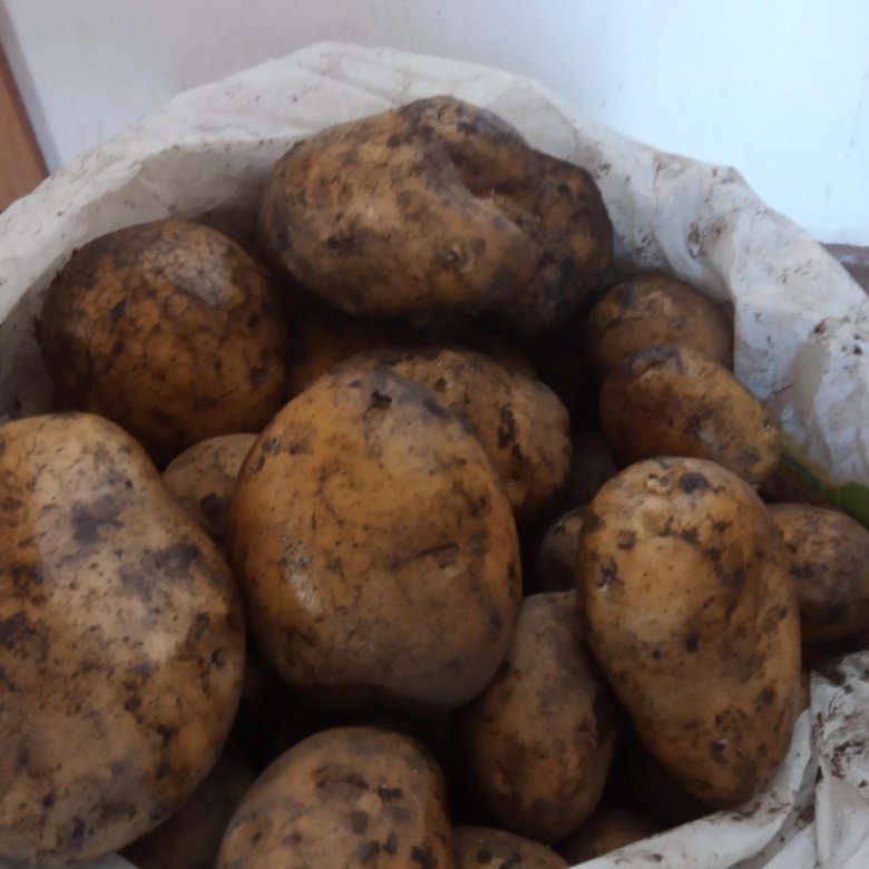Семья заготовила осенью три мешка картофеля массой 30 кг 32 и 36 схема