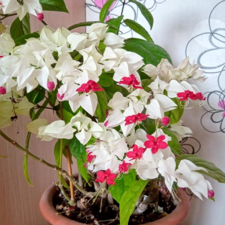 Отросток клеродендрума – купить в Волгограде, цена 100 руб., дата ...