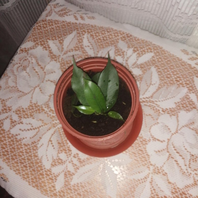 Фикус Экзотика – купить в Санкт-Петербурге, цена 100 руб., дата ...