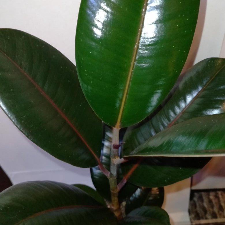 Фикус Абиджана – купить в Москве, цена 600 руб., дата размещения: 25.04 ...