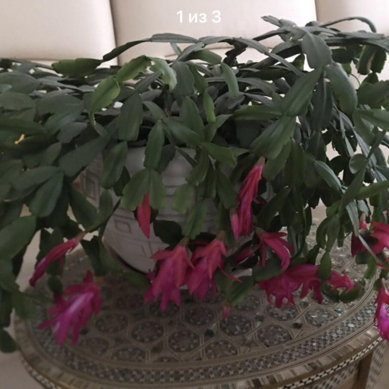 Декабрист Шлюмбергера – купить в Москве, цена 690 руб., дата размещения ...