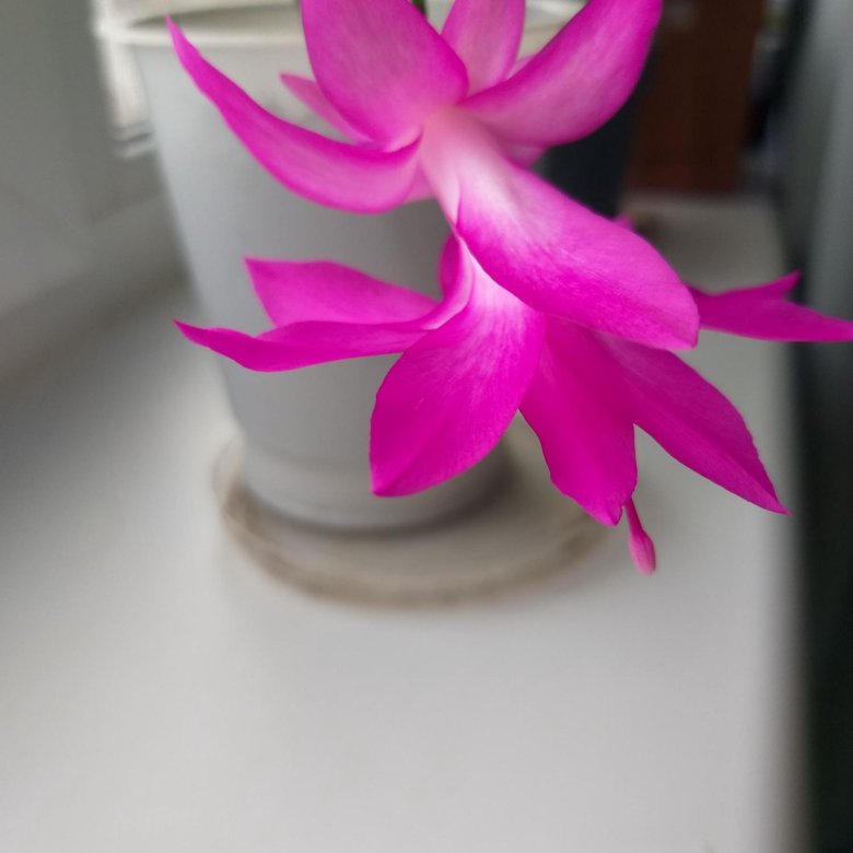 Декабрист Шлюмбергера – купить в Санкт-Петербурге, цена 50 руб., дата ...