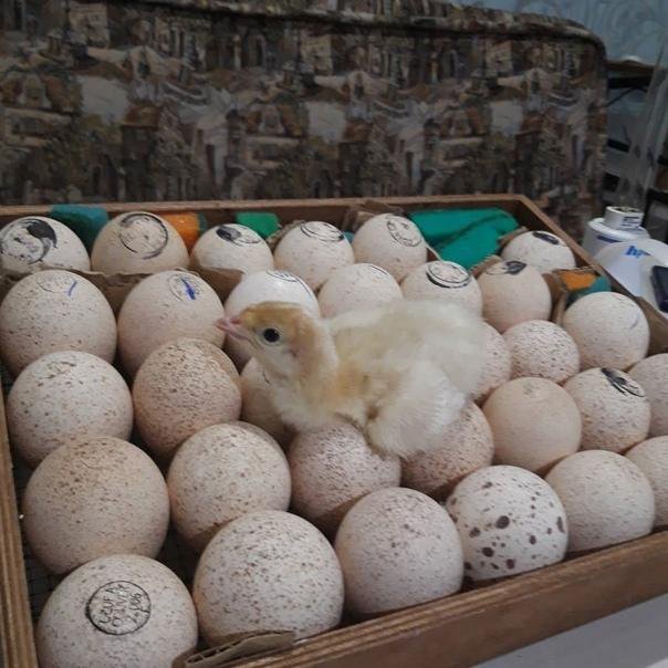 Купить яйцо хайбрид. Инкубационное яйцо индейки Хайбрид. Инкубационное яйцо индейки Биг 6. Яйцо инкубационное индюшиное Биг 6. Инкубационное яйцо индейки Хайбрид конвертер.