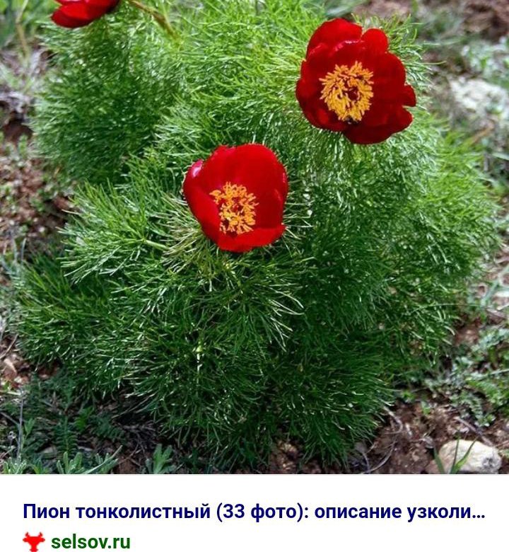 Цветы Похожие На Пионы Фото