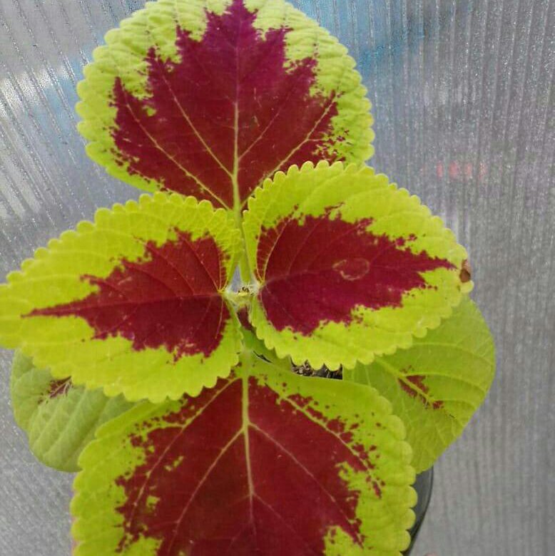 Колеус – купить в Краснодаре, цена 50 руб., дата размещения: 13.01.2025 ...