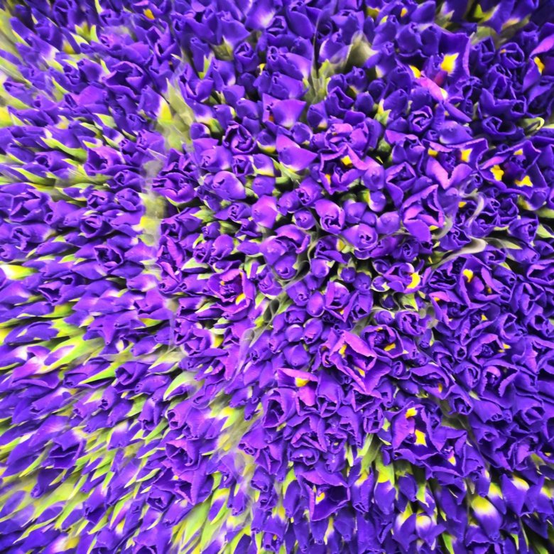 Ресторан ирис декабристов 57 меню. Ирис royal sterling. Ирис германский сибирский. Ирис кроваво-красный. Íris sibírica).