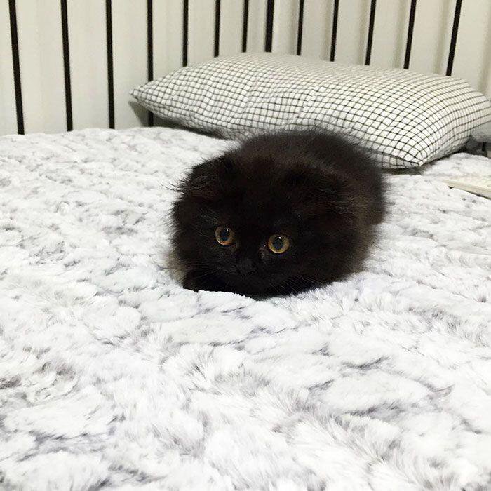 Милые котики черные