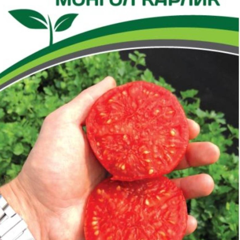 Томат монгол карлик схема посадки