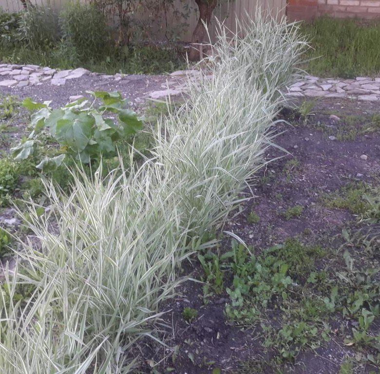 цветы для сада многолетник фалярис канареечник – купить в Пензе, цена ...