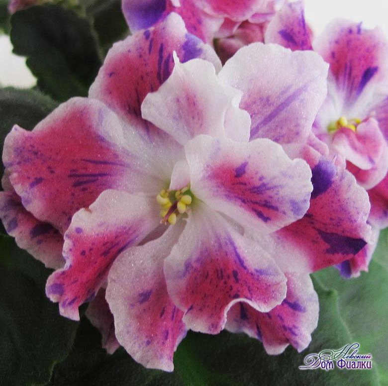 Фиалка детка РМ-Волшебное рождество - купить в Красноярске, цена 50 руб., продан