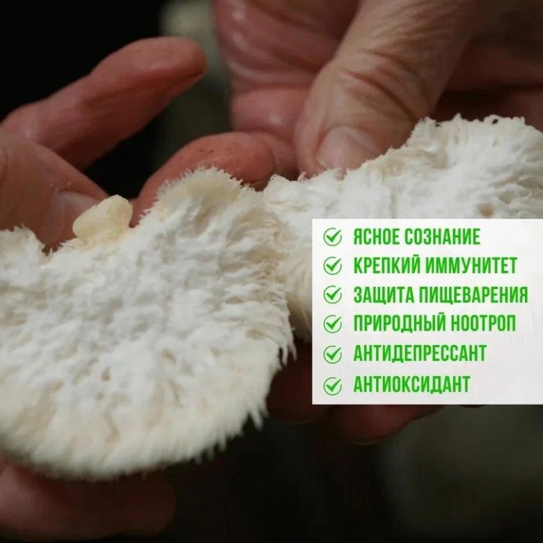 Гриб Ежевик Гребенчатый цельный – купить в Москве, цена 80 руб., дата ...