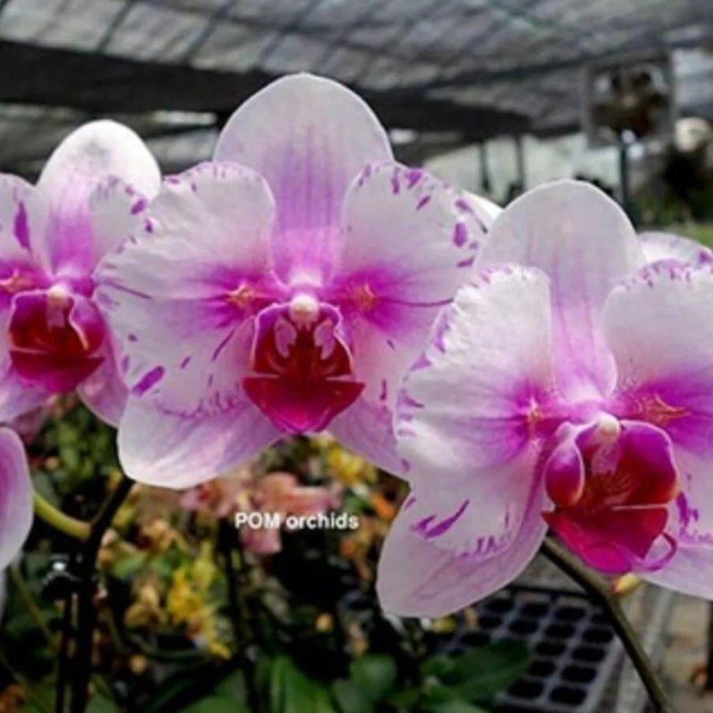 Phal. Champion Lighting (peloric - 2 eyes) – купить в Арсеньеве, цена 1 ...