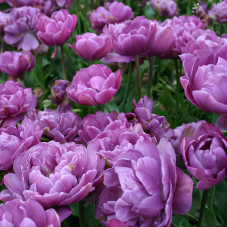 Тюльпан лилак перфекшн фото и описание