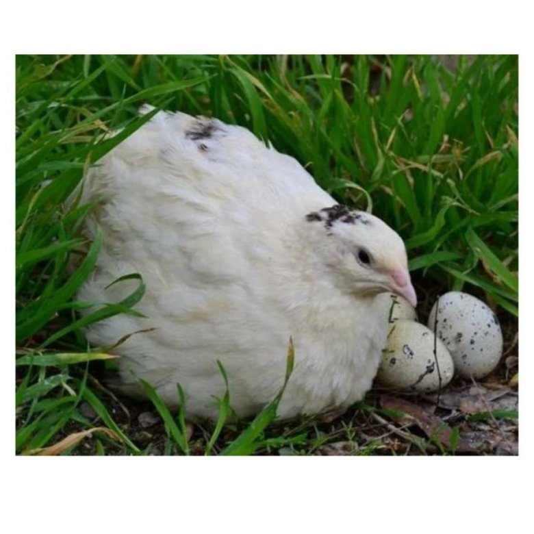 Перепел Техас несушка – купить в Новосибирске, цена 280 руб., дата ...