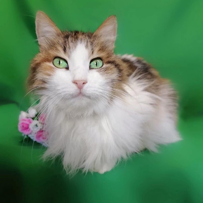 Кошка муся