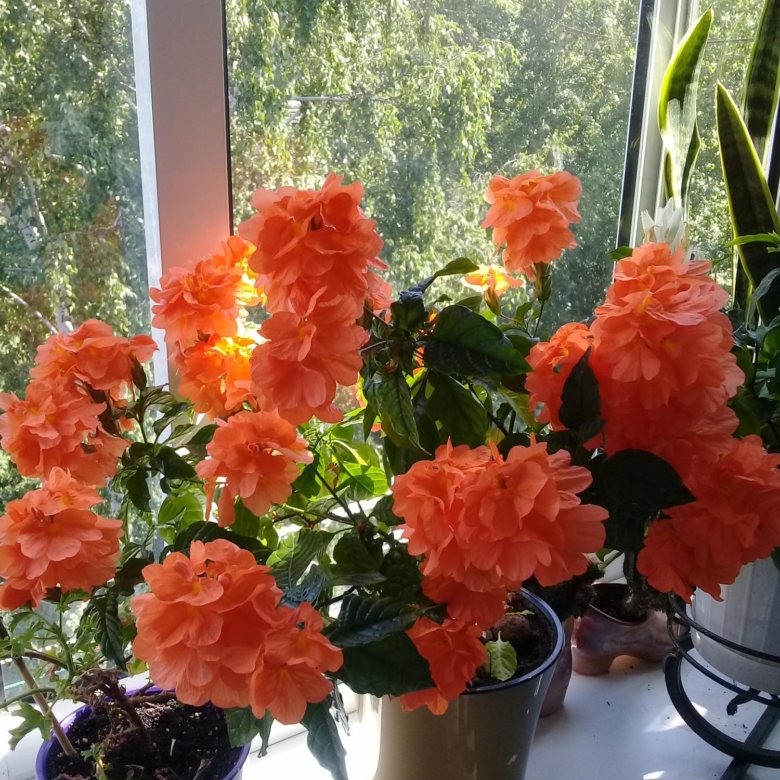 Кроссандра оранжевая – купить в Первоуральске, цена 301 руб., дата ...